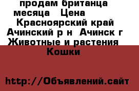 продам британца 4 месяца › Цена ­ 3 000 - Красноярский край, Ачинский р-н, Ачинск г. Животные и растения » Кошки   